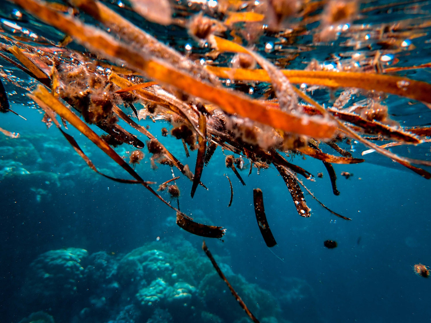 The Future of Carbon Removal: Exploring the Potential of Ocean Conservation